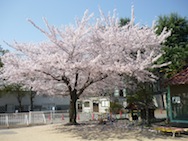 満開に咲いた桜の木！