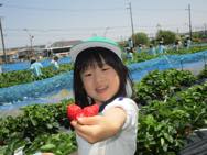 遠足 いちご狩り(年長)
