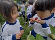 幼稚園のいちご