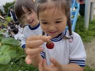 幼稚園のいちご