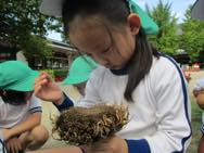 フウセンカズラ・ひまわりの種とり