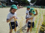 フウセンカズラ・ひまわりの種とり