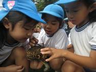 フウセンカズラ・ひまわりの種とり