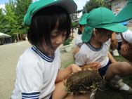 フウセンカズラ・ひまわりの種とり