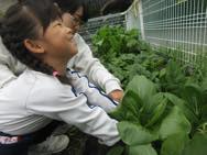 チンゲン菜収穫・チューリップ球根植え