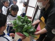 チンゲン菜収穫・チューリップ球根植え