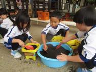 チンゲン菜収穫・チューリップ球根植え