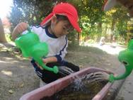 チンゲン菜収穫・チューリップ球根植え